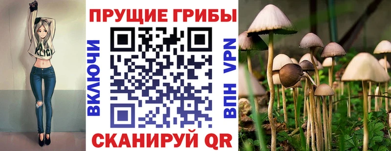 Купить  Кизляр  Псилоцибиновые грибы Psilocybine cubensis 
