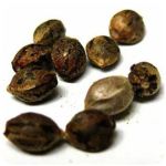 Семена марихуаны АК-47  (Seeds AK-47) в Кизляре